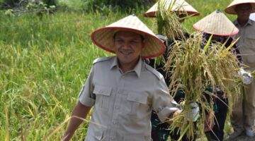 Wagub Fadhlullah Panen Padi di Aceh Tamiang, Apresiasi Hasil Panen Cepat Berkat Pupuk Inovatif