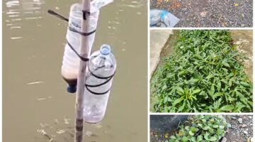 Polsek Baktiya Barat Dukung Ketahanan Pangan Lewat Budi Daya Ikan Gurame, Dan Tanaman Sayur Mayur