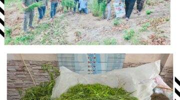 Satresnarkoba Polres Langsa Ungkap Peredaran  Narkoba Ganja Di Pedalaman Sungai Raya