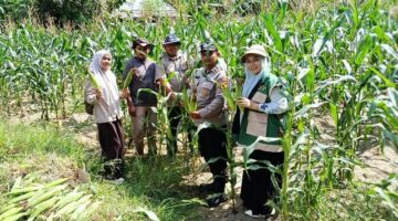 Polsek Darul Ihsan Panen Jagung Perdana Bersama Kelompok Tani Binaan