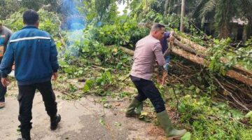 Angin Kencang Kembali Tumbangkan Pohon, Kapolsek Idi Tunong Pimpin Evakuasi