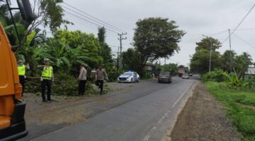 Respon Cepat Pohon Tumbang Ganggu Jalan, Satlantas Polres Aceh Utara Langsung Turun Evakuasi