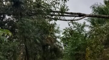 Hujan Disertai Angin Kencang, Batu Sumbang Gelap Gulita: PLN Induk Sulum Didesak Segera Perbaiki Jaringan