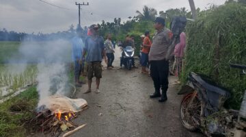 Tragis! Petani di Aceh Utara Tewas Tertimpa Patahan Pohon Kelapa